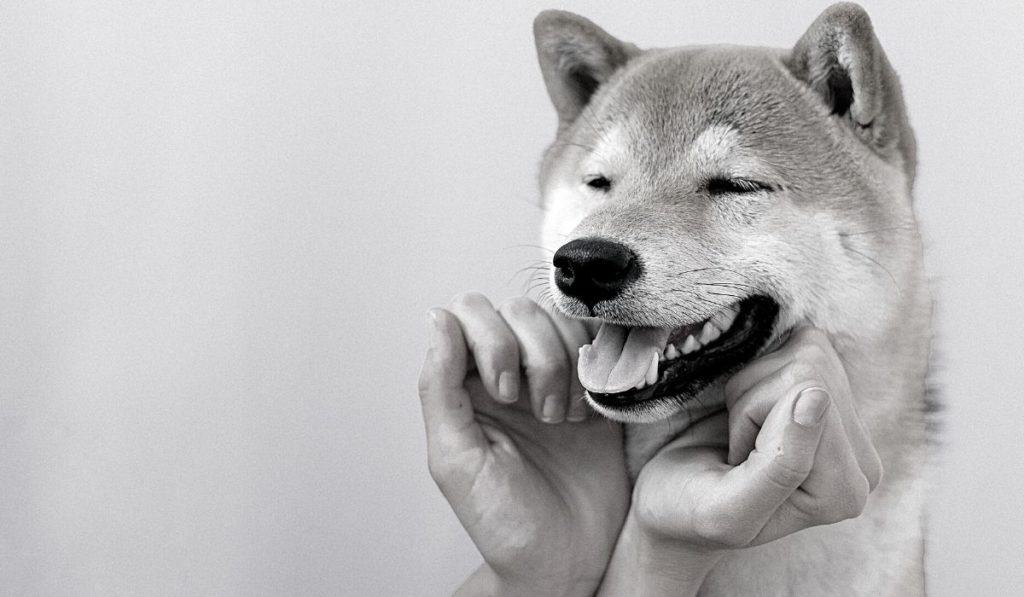 This Is How Buterin Intends To Use The Returned $100M Of Previously Donated Shiba Inu Funds