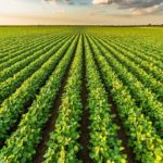 Santander to back agricultural loans using tokenized commodities
