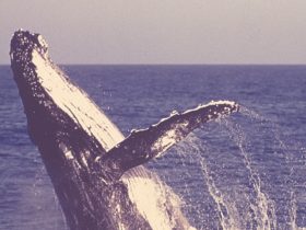 Third Largest Bitcoin Whale Loads Up Additional BTC Worth Over $28 Million