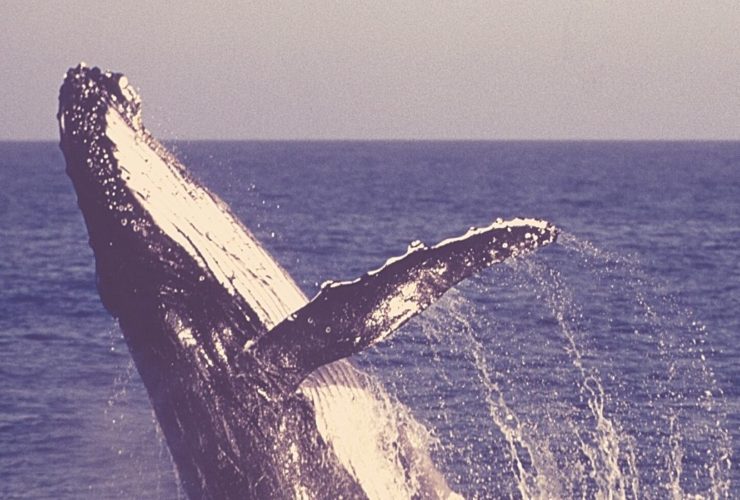 Third Largest Bitcoin Whale Loads Up Additional BTC Worth Over $28 Million
